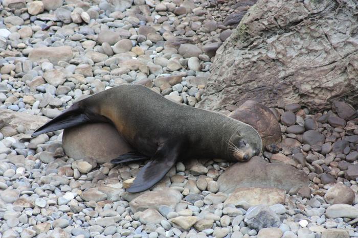 Fur seals again