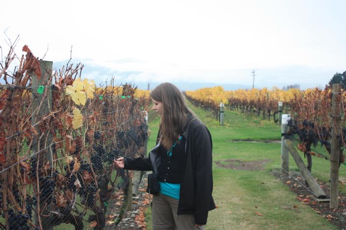 Bex with the Grape Vines