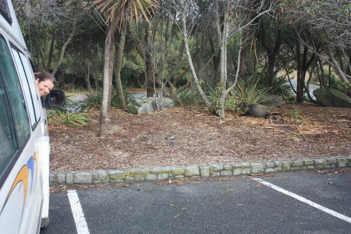 Fur Seal at Kean Point