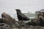 Fur seal Kean Point 2