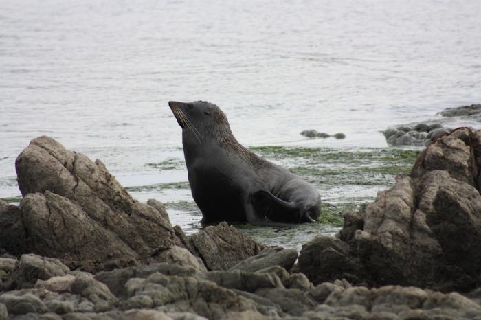 Fur seal Kean Point 2