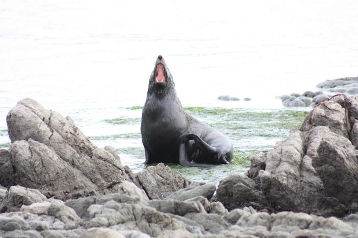 Fur seal Kean Point 3