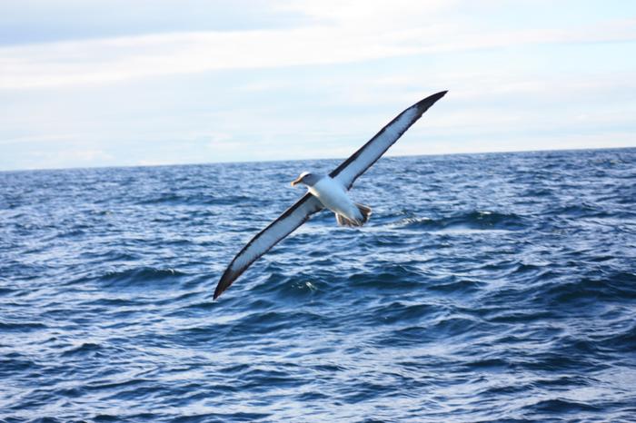 Albatross