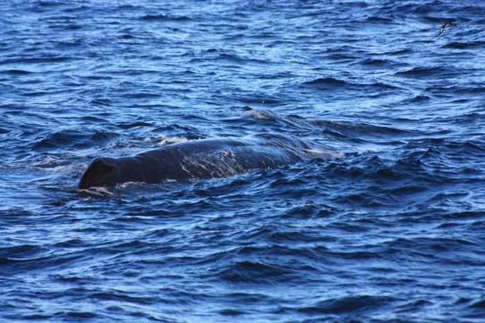 Sperm Whale 4