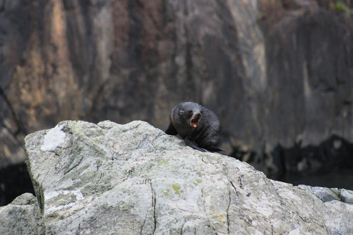 Fur Seal