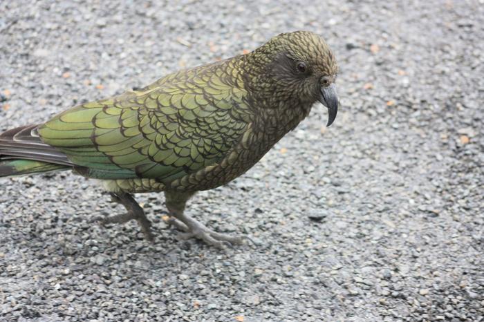 Kea