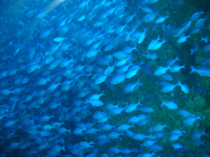 Fish 3 - Blue Mao Mao