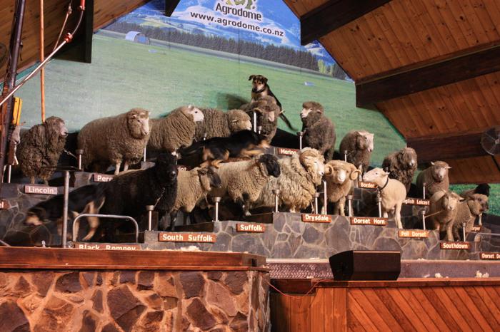 Comedy Sheep show in Rotorua
