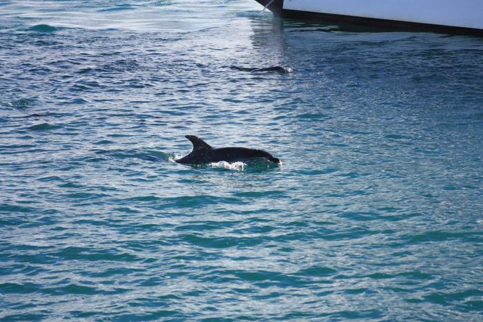 Dolphins!