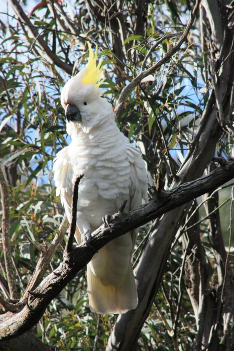 Cockatoo