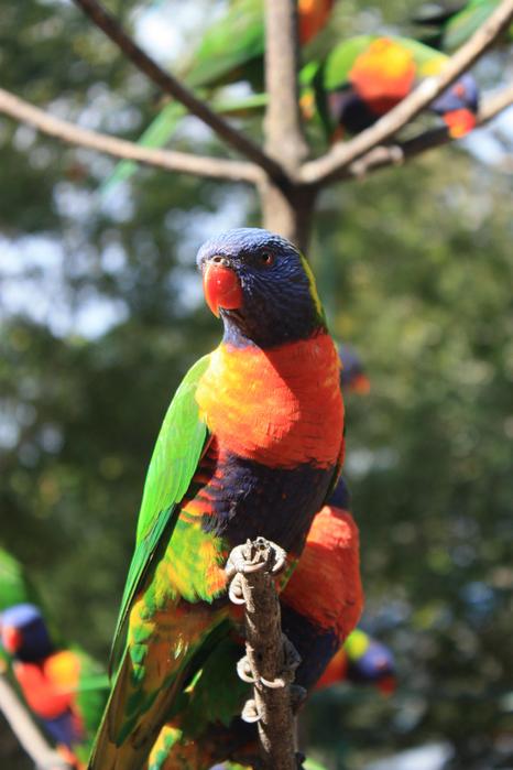 Lorikeet