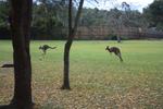 Kangaroos