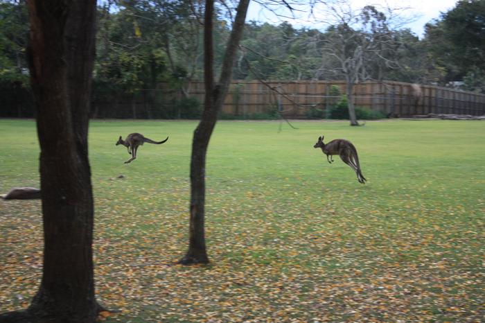Kangaroos