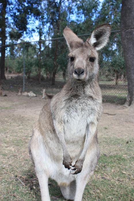 Kangaroo 2