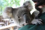 Cuddly Koala