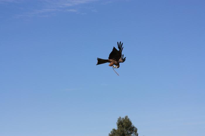 Another bird of prey (kite?)