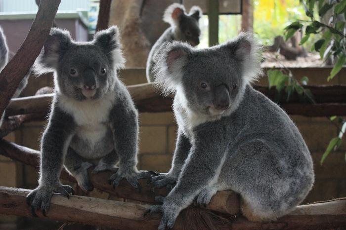 Koalas