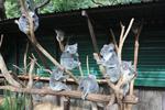 More koalas!