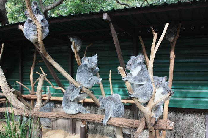More koalas!