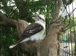Kookaburra