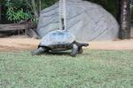 Tortoise at Australia Zoo
