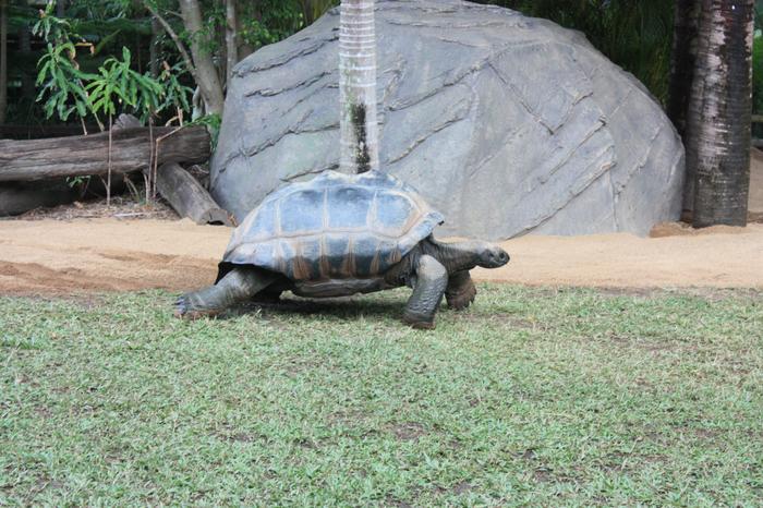 Tortoise at Australia Zoo