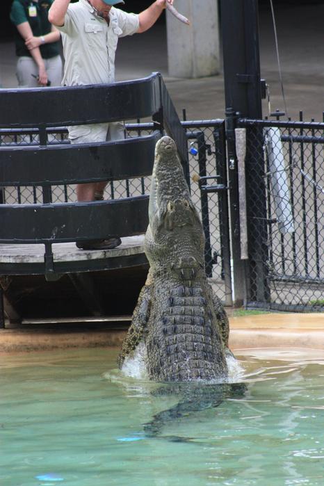 Croc at Australia Zoo