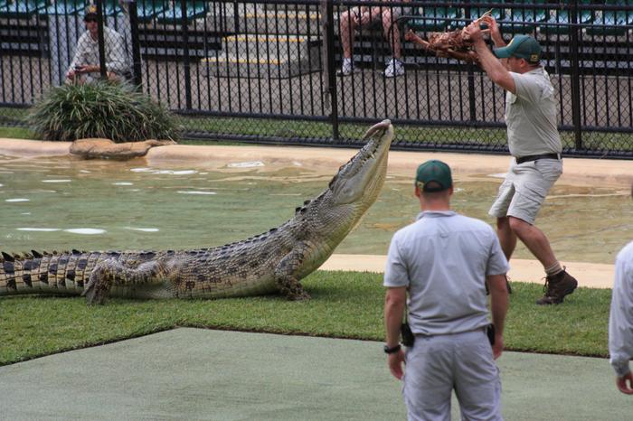 Croc at Australia Zoo 2