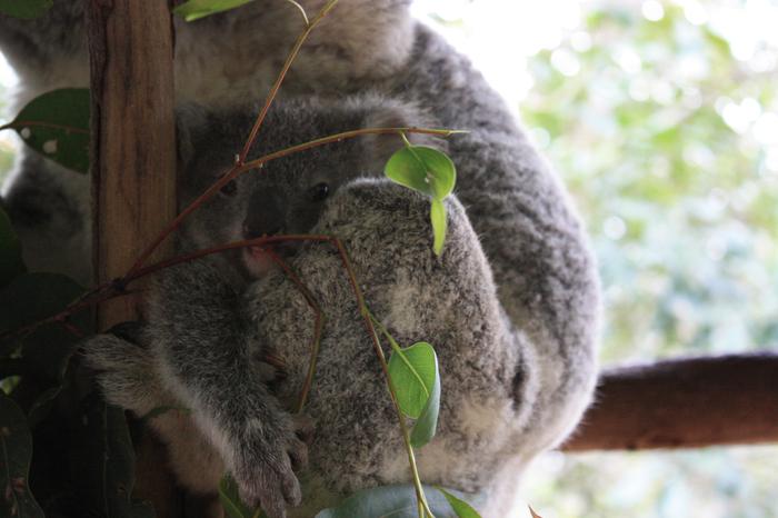 Koala at Australia Zoo