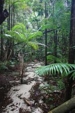 Creek on Fraser Island