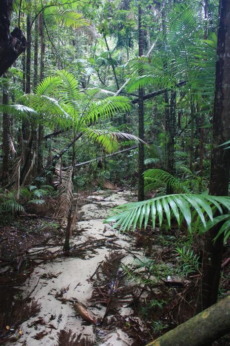 Creek on Fraser Island