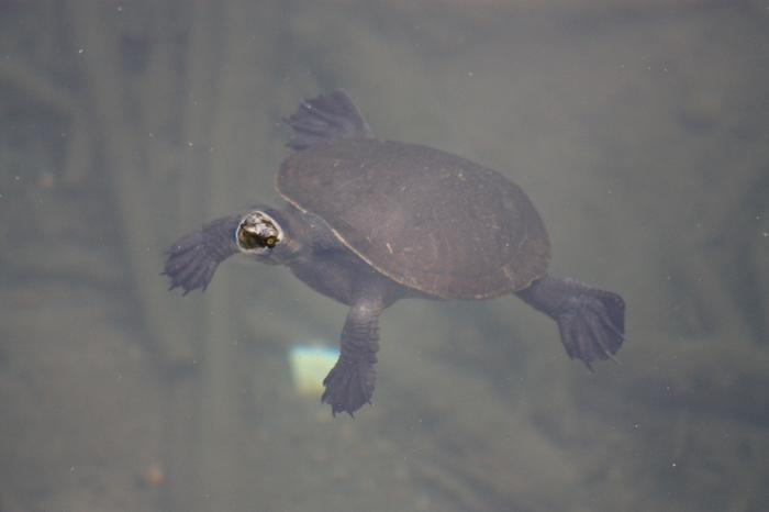 Freshwater Turtle