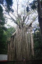 Curtain Fig Tree