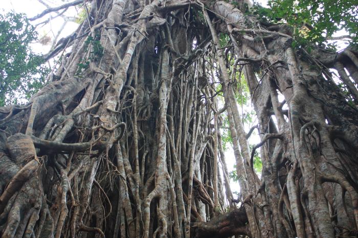 Cathedral Fig Tree 2