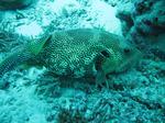 Some kind of pufferfish