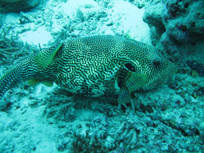 Some kind of pufferfish