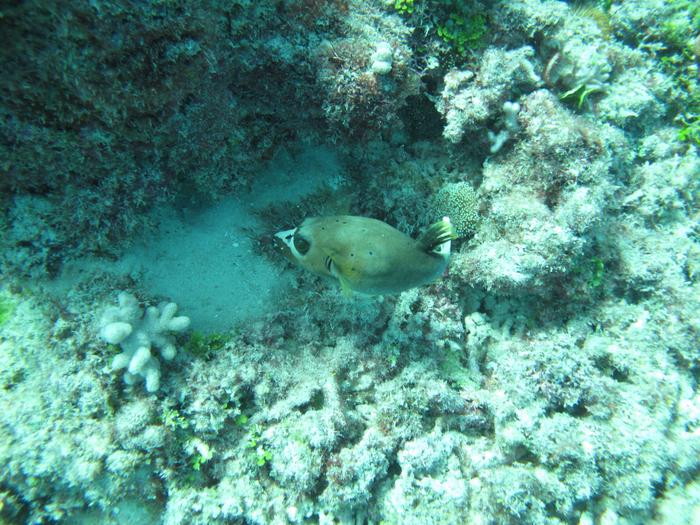 Dog faced pufferfish