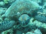 Green turtle smiling for the camera