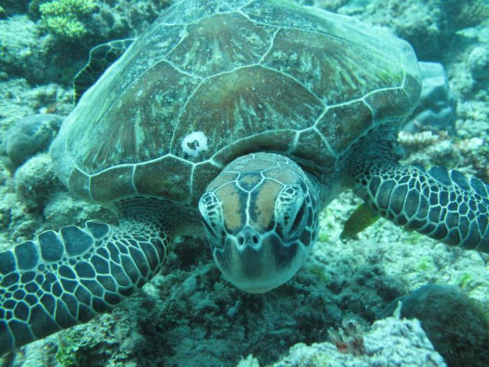 Green turtle smiling for the camera