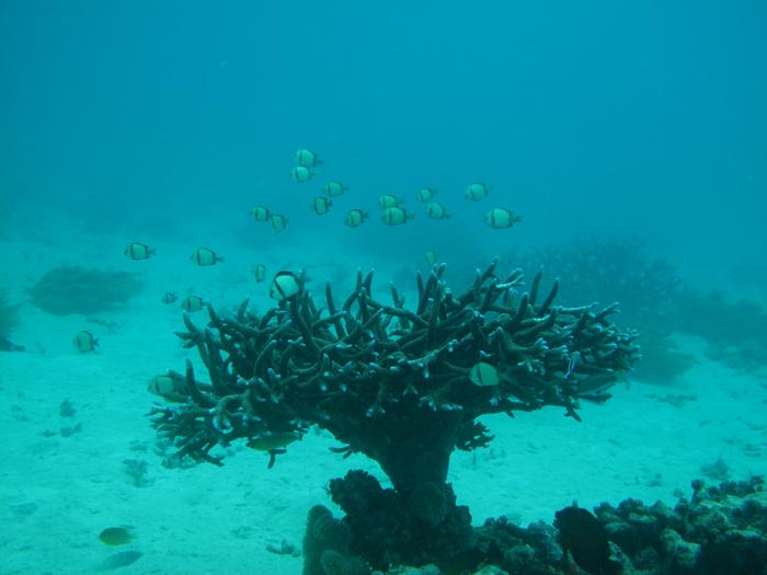 Fish on coral