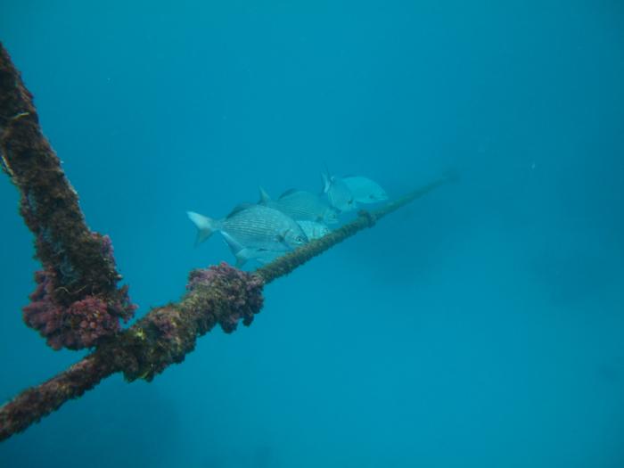 Fish on our mooring line