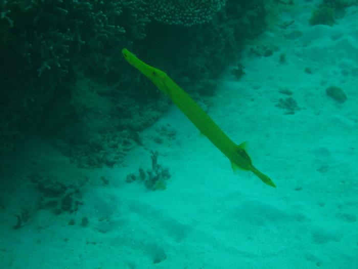 Trumpet fish