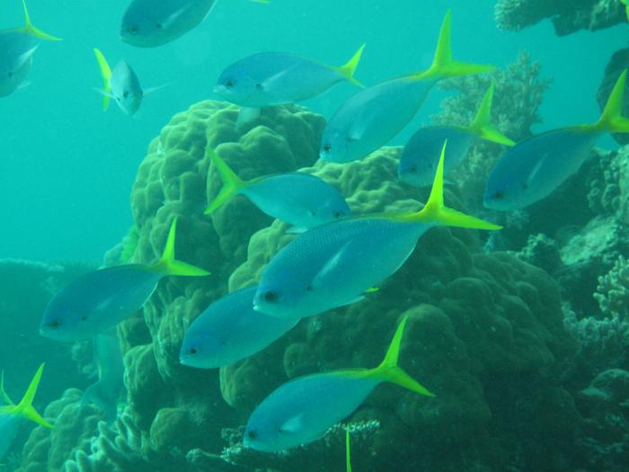 Yellow fin Fusiliers
