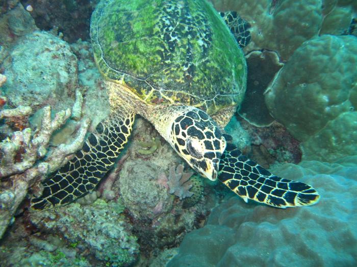 Green turtle