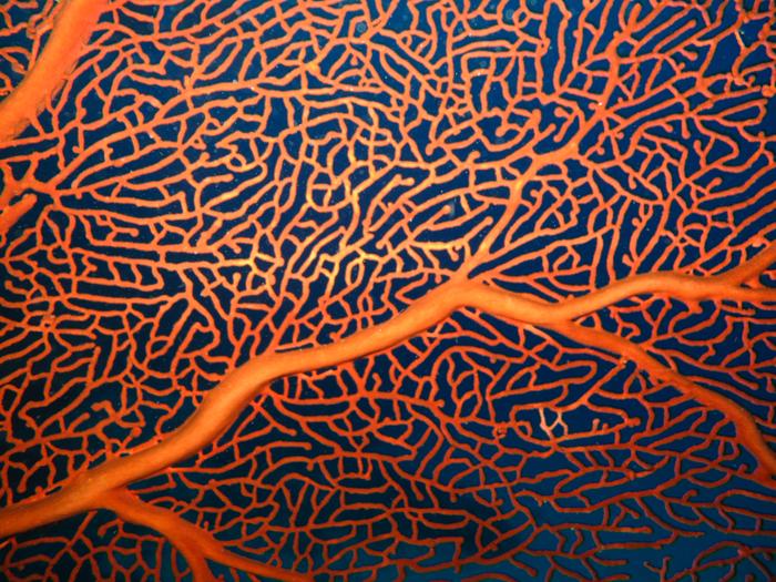 Gorgonian Fan