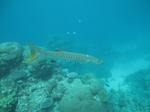 Barracuda