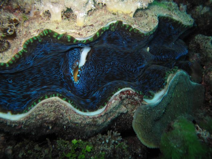 Giant clam