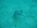 Blue spotted ray