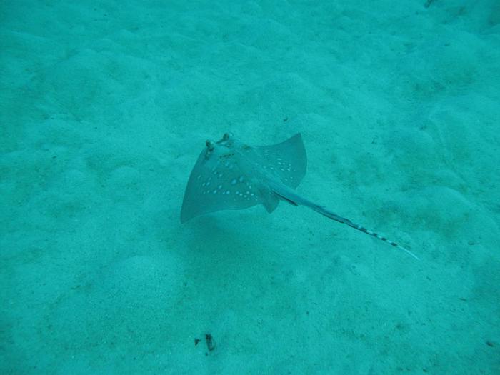 Blue spotted ray