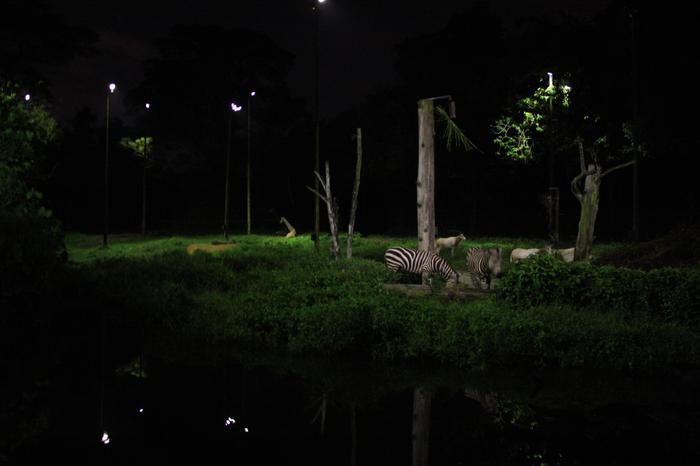 Zebras and Giraffes at the Night Safari